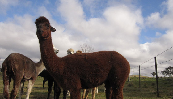 eagle-alpaca