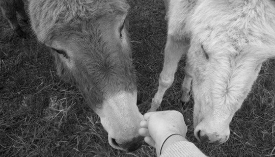 eagle-donkey ed burdick and the donkeys
